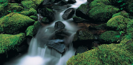 ��ЃC���[�W�ʐ^